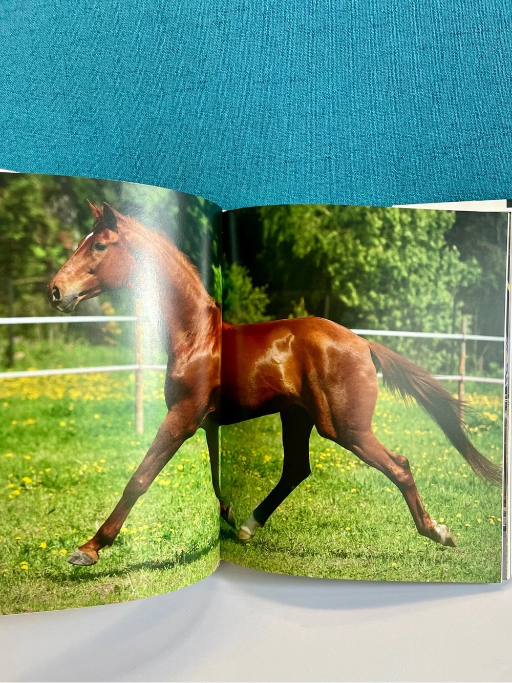 Enchanting Horses by Jennifer Anderson Hardcover book